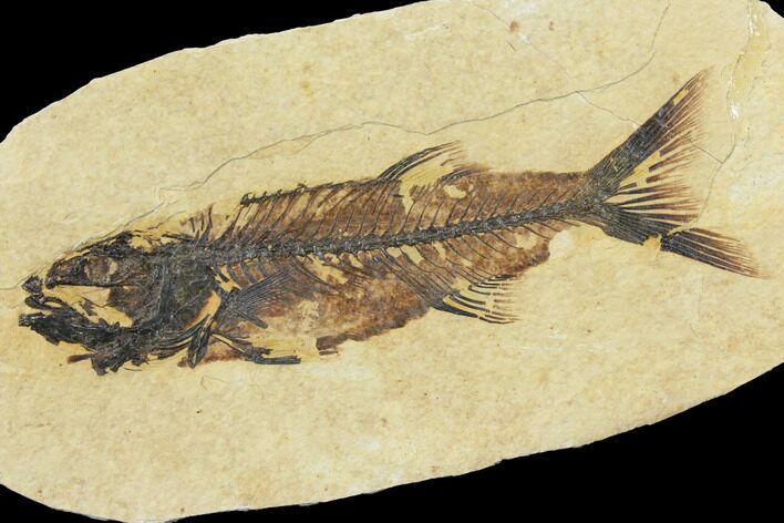 Fossil Fish (Mioplosus) - Uncommon Species #115080